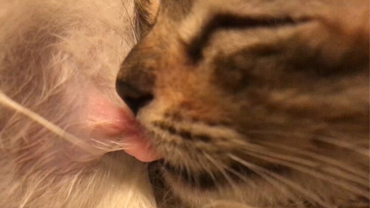Little kitten drinks milk, goes to sleep, wakes up, continues drinking