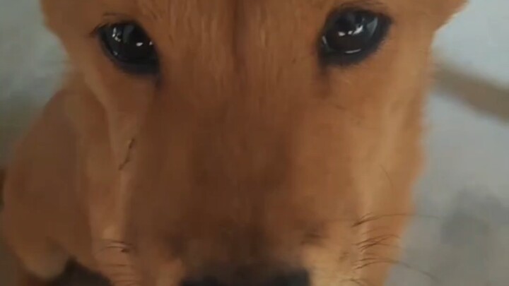 The puppy's gaze is so heartbreakingly tender.