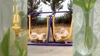 หมาตลก #ชาติที่เป็นมนุษย์ #555