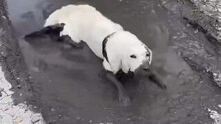 Dokter sakti! Dokter anjing! Kecanduan anjingku benar-benar sembuh!