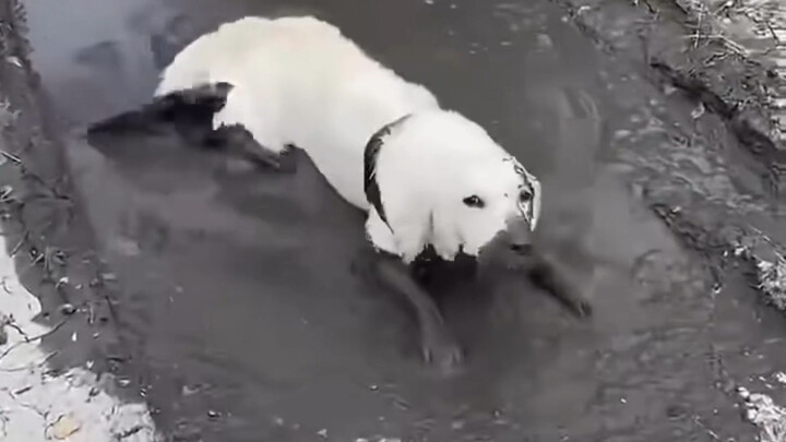 A divine healer! A dog doctor! My dog addiction is completely cured!