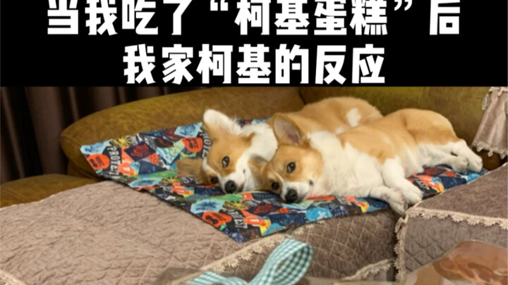 我就吃个柯基蛋糕你俩至于吗？