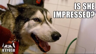 Shy Husky Shows Off To New Lady Friend!