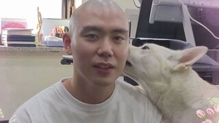 [短TOON] 珍岛犬舔脑袋的时候拍个视频跟观众们说句心里话
