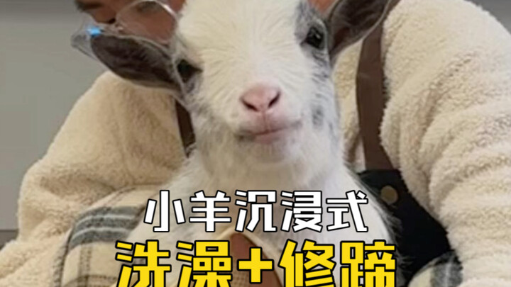 Siapa yang ngerti… Nggembala domba tujuannya cuma buat nge-remet kuku dombanya!! Saking bikin tenang