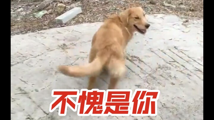 Golden Retriever: You’re a tiger mom—thank goodness I’ve got you!!!