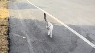 How did it end up walking in such a mess?