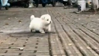 Doesn't this dog walk just like Choi Han-sol? It feels like its soul is really light.