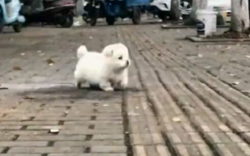 Doesn't this dog walk just like Choi Han-sol? It feels like its soul is really light.