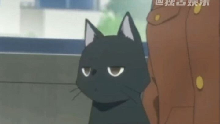 هذا الهرير يبدو كمغامر رومانسي في عالم الهريرات.