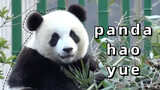 【Panda】Haoyue can eat bamboo slowly