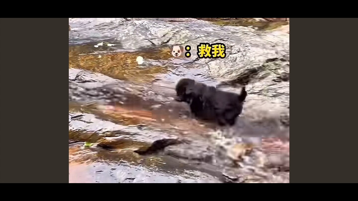 ลำธารนำแก้ว❌ลำธารนำหมา✅