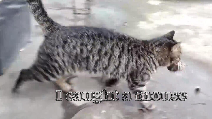 [Cat Vlog] Cat is showing its achievement - Caught a rat
