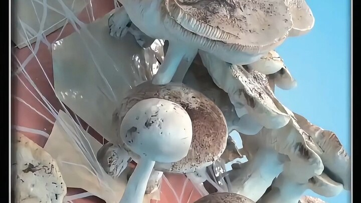 Will mushrooms really grow if you don’t wash your feet for a long time?