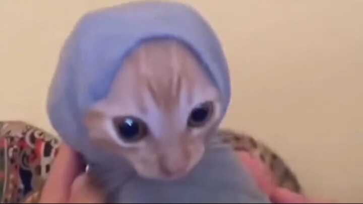 silly cat videos