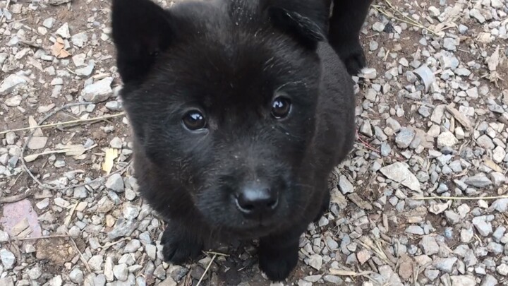 Mistaken for little black bears, five siblings—one was stolen, one was poisoned, and one was mangled