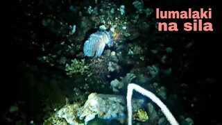 ep160, night spearfishing Philippines catch and sell,lumalaki na sila,