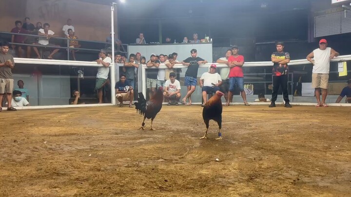 Win Yellow legged hatch