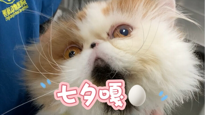 我怀疑您们是专门挑七夕来做绝育的，但我又没证据