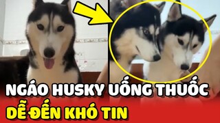 Bất ngờ màn cho Husky UỐNG THUỐC siêu dễ dàng 😂 | Yêu Lu