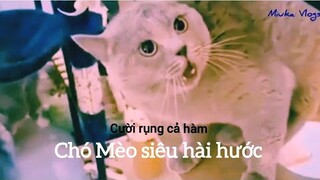 Chó & Mèo hài hước, dễ thương nhất - Chó Mèo tấu hài - Miuka Vlogs - P16