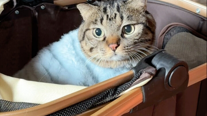 ใครจะคิดว่าชู่juanเป่าใกล้จะอายุ 8 ปีแล้วนะ?