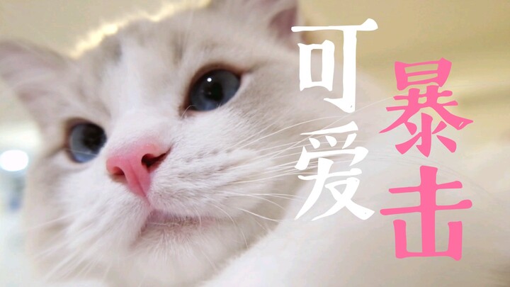 What does a kitten raised on “Eat Cute” snacks look like?