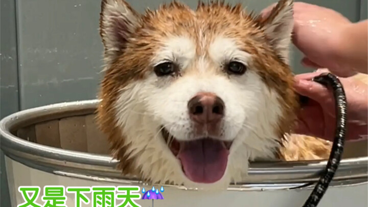 วันฝนตกยังออกไปอาบน้ำให้หมา นี่คือความรัก คือหน้าที่ หรือแค่ไม่มีอะไรทำเลยทำไปเฉยๆ?