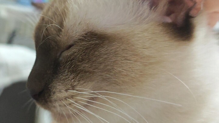 Anh cả, em đến gần anh quá meo!