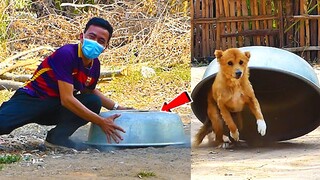 Box Aluminum Prank Real Dog Super Funny With Scared Reaction - Try To Stop Laugh Funny Video