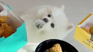 新买了个透明桌子，缺点就是小狗狗会一直盯着看你吃东西