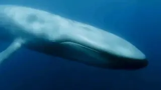 Sound of blue whale makes you feel the loneliness under the sea