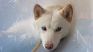 Mom's big, strong son (a mother's love makes her strong!)