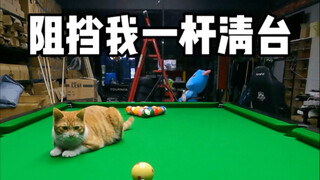 小橘子又来捣乱啦