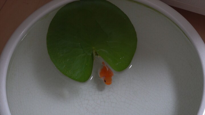 【Ikan Mas Mutiara】Si Lucu di Bawah Daun Teratai