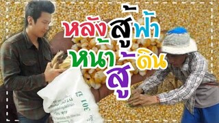 กินข้าวเที่ยงที่ไร่ข้าวโพด | ปลูกข้าวโพด | สุขแบบนี้หาไม่ได้จากที่ไหนคือความสุขที่บ้านเรา 🤗🌽🌽🌽(อ