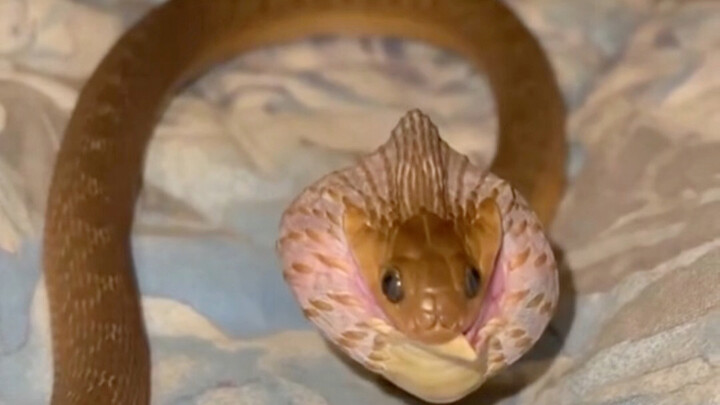 Immersive experience: Let’s see just how powerful a snake’s swallowing ability really is!