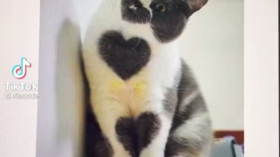 Cute cats as drawings(credits to the ceartor )