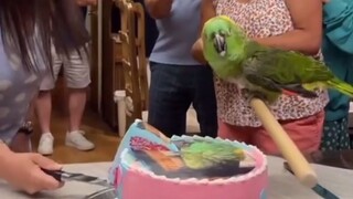 Parrot "Gender Reveal" Party: After 43 Years of Raising, We Finally Discovered It Might Not Be a Boy