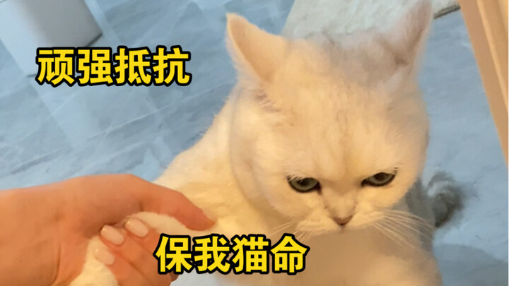 اليوم هو يوم جديد نجحت فيه في خداع الهرة الصغيرة، ياهوو!