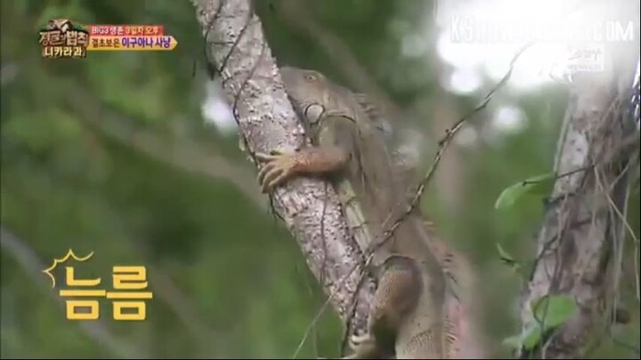 E183 Law of The Jungle_nicaragua