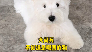 Gouzi: If you can’t afford dog food, just tell me.