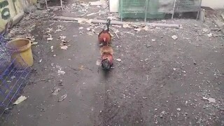 father and son spar kelso