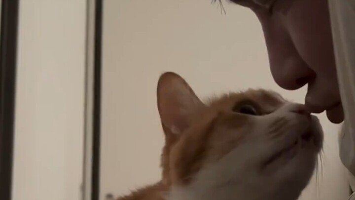 แมว: ทำให้ฉันตกใจเลย