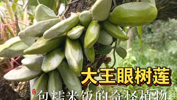 Cây mắt đại vương còn được gọi là ngọc hà bao, sở hữu những chiếc lá biến dạng hình túi vô cùng kỳ l
