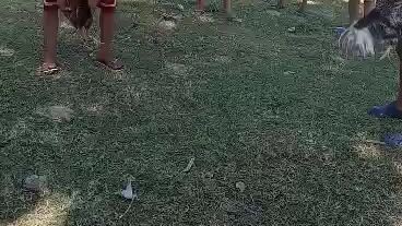 bulik vs gold