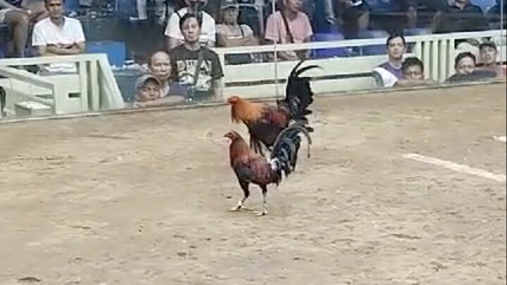 LAST FIGHT 2HITS ULUTAN,