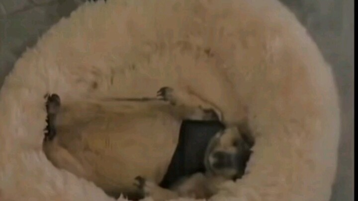 You really are a dog.