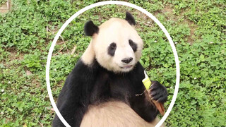 Petugas berbicara dialek Si Chuan, Panda: Apa yang kau bilang?