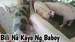 Buhay Probinsya ~ Testing Ulit & Bumili Na Kayo Ng Baboy